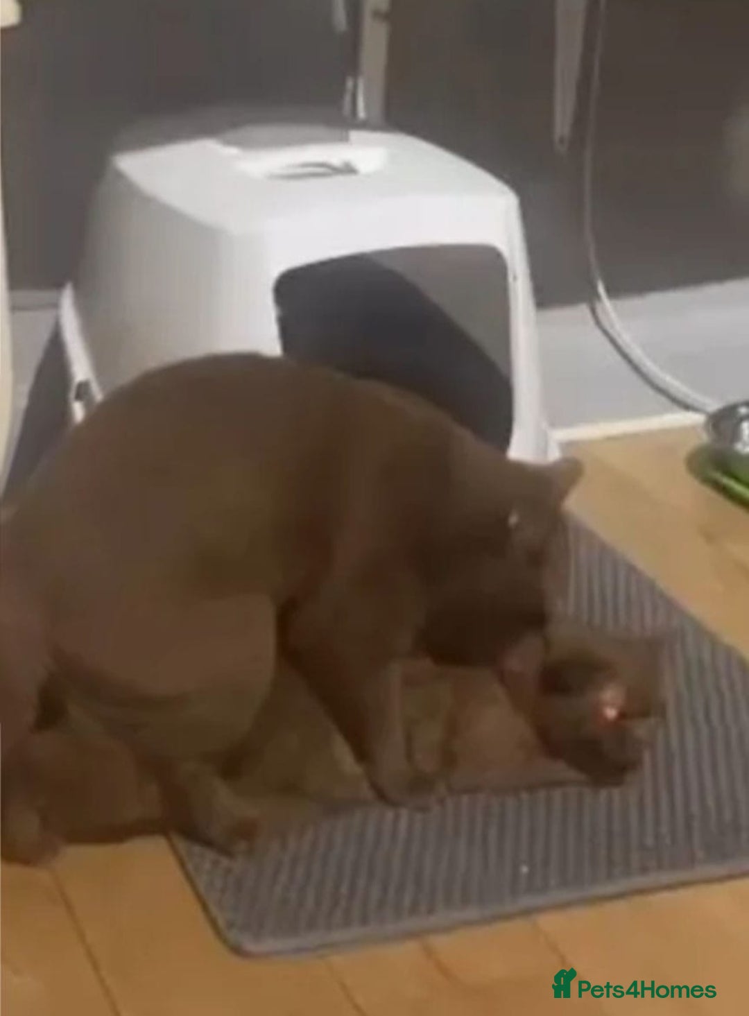 British Shorthair cats for sale: 🏆GCCF / TICA Active –🏅 PROVEN  - Advert 19