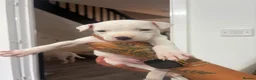 Staffordshire Bull Terrier dogs for sale: Puppys puppys puppys - Advert 8