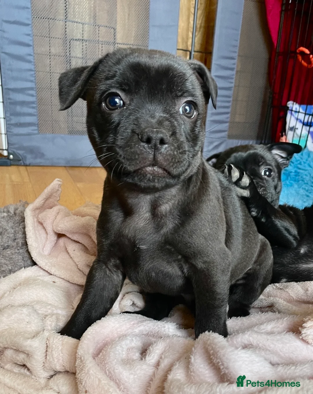 Staffordshire Bull Terrier dogs for sale: KC registered Staffordshire Bull Terrier Puppies in Axbridge - Advert 25