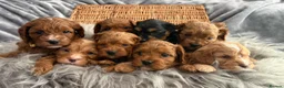 Cavapoo dogs for sale: EXTENSIVELY HEALTH TESTED F1?CAVAPOO BABIES  - Advert 17