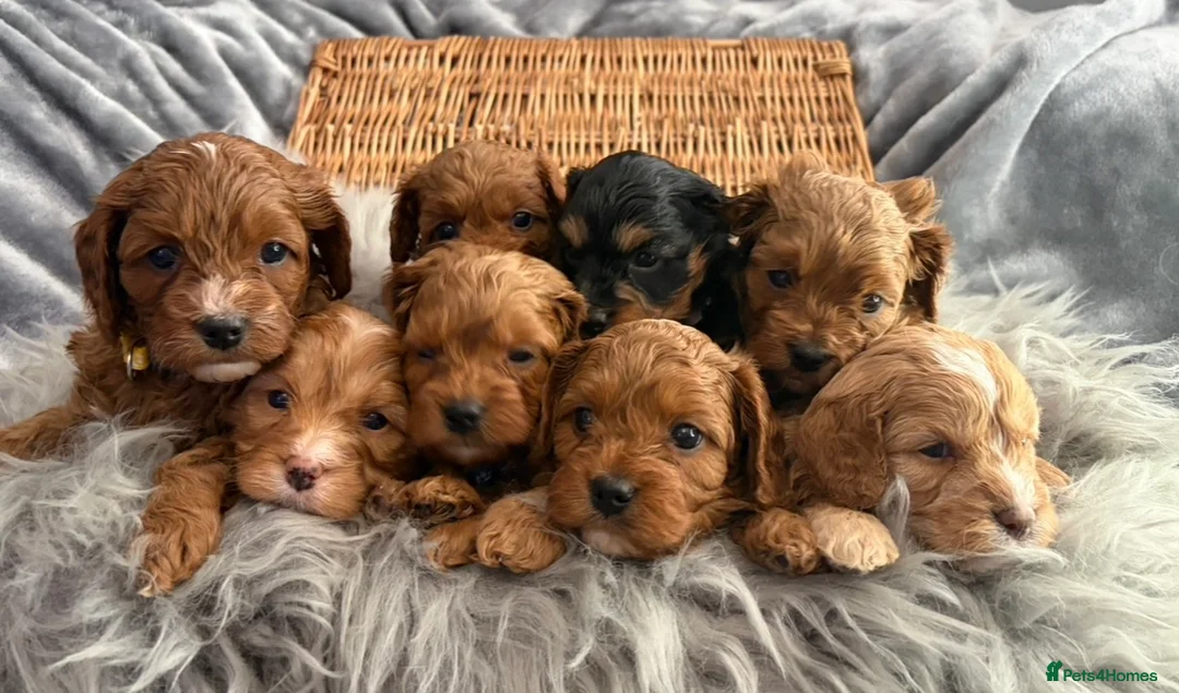 Cavapoo dogs for sale: EXTENSIVELY HEALTH TESTED F1 CAVAPOO BABIES  - Advert 33