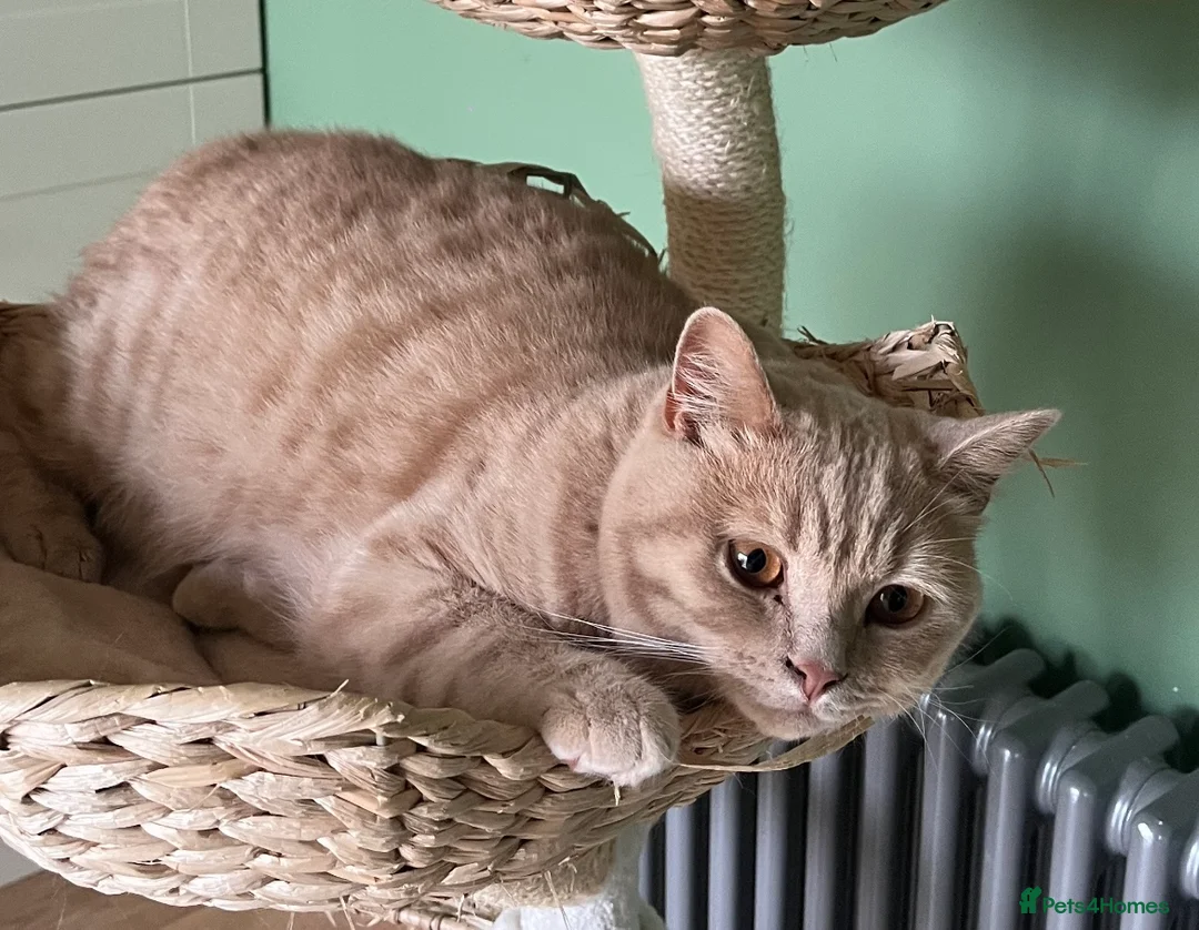 British Shorthair cats for sale: Male British Shorthair  - Advert 10