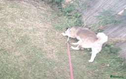 Akita dogs for sale: American akitia 2yrs old - Image 2