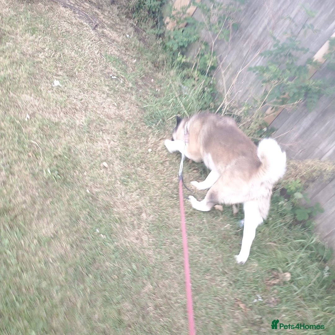Akita dogs for sale: American akitia 2yrs old - Image 2