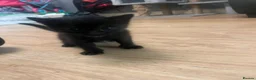 Mixed Breed cats for sale: Kittens  - Advert 9
