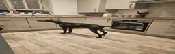 Dobermann dogs for sale: Chocolate doberman female - Advert 3