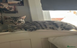 Bengal cats for stud: Bengal Stud - Image 5