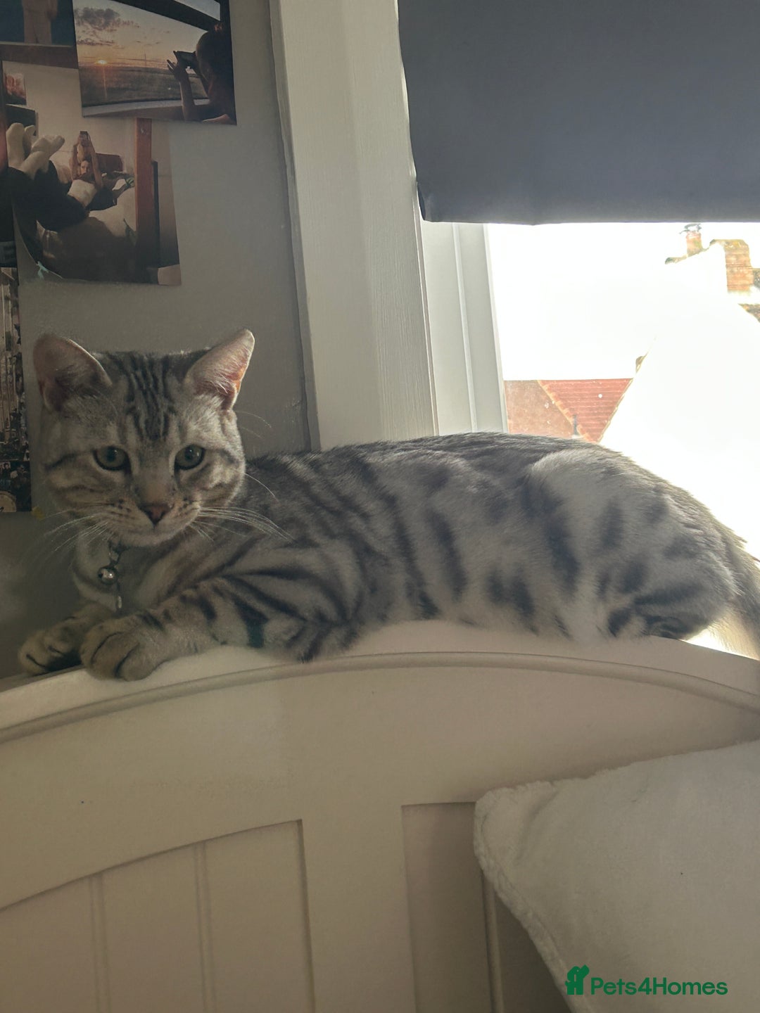 Bengal cats for stud: Bengal Stud - Image 5