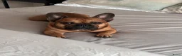 French Bulldog dogs for sale: Male frenchie  - Advert 4