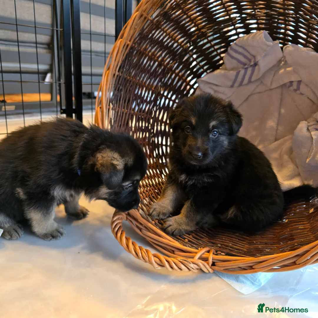 German Shepherd dogs for sale: Outstanding German Shepherd Puppies - Advert 23