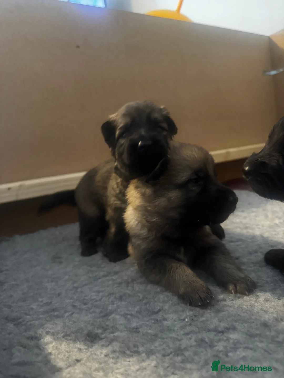 German Shepherd dogs for sale: Beautiful Working Line Pups in Preston - Advert 2