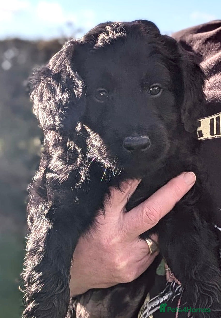 Double Doodle dogs Double Doodle puppies  - Advert 6