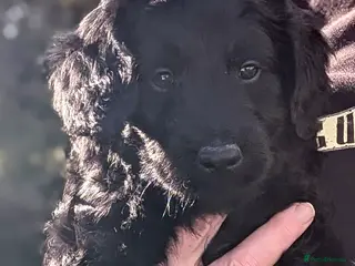 Double Doodle dogs Double Doodle puppies - Advert 6