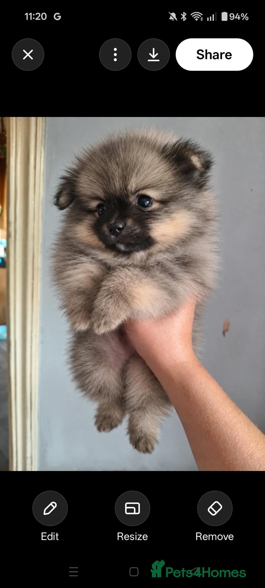 Pomeranian dogs Pomeranian Puppies wolf Sable Toy Fluffy Bears 🧸 - Advert 8