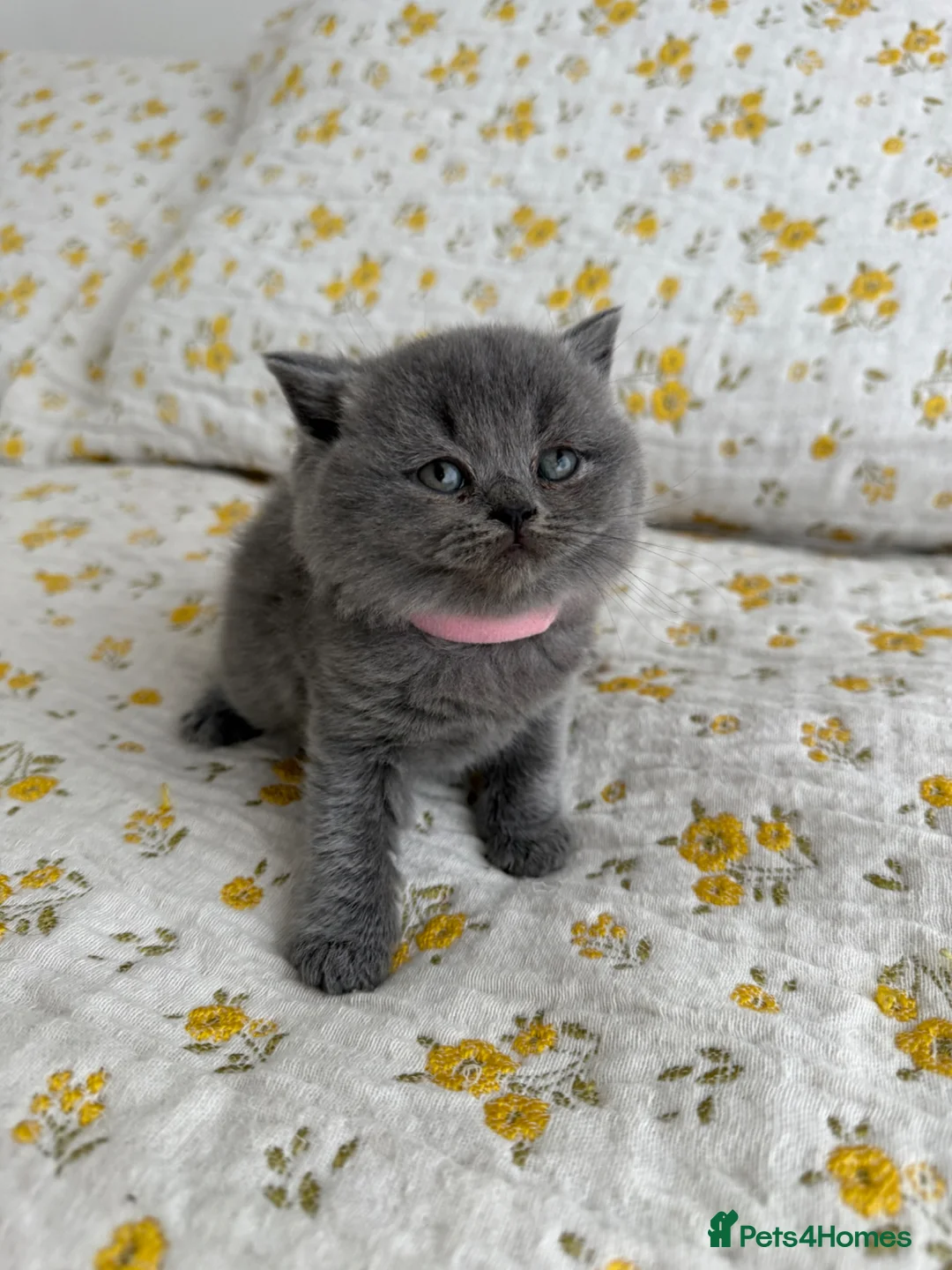 British Shorthair cats for sale: British Shorthair Blue kittens-GCCF Lines - Advert 1