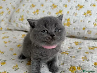 British Shorthair cats British Shorthair Blue kittens-GCCF Lines - Advert 16