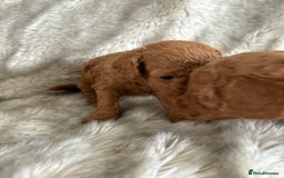 Toy Poodle dogs for sale: Kc deep red toy poodles  - Image 7