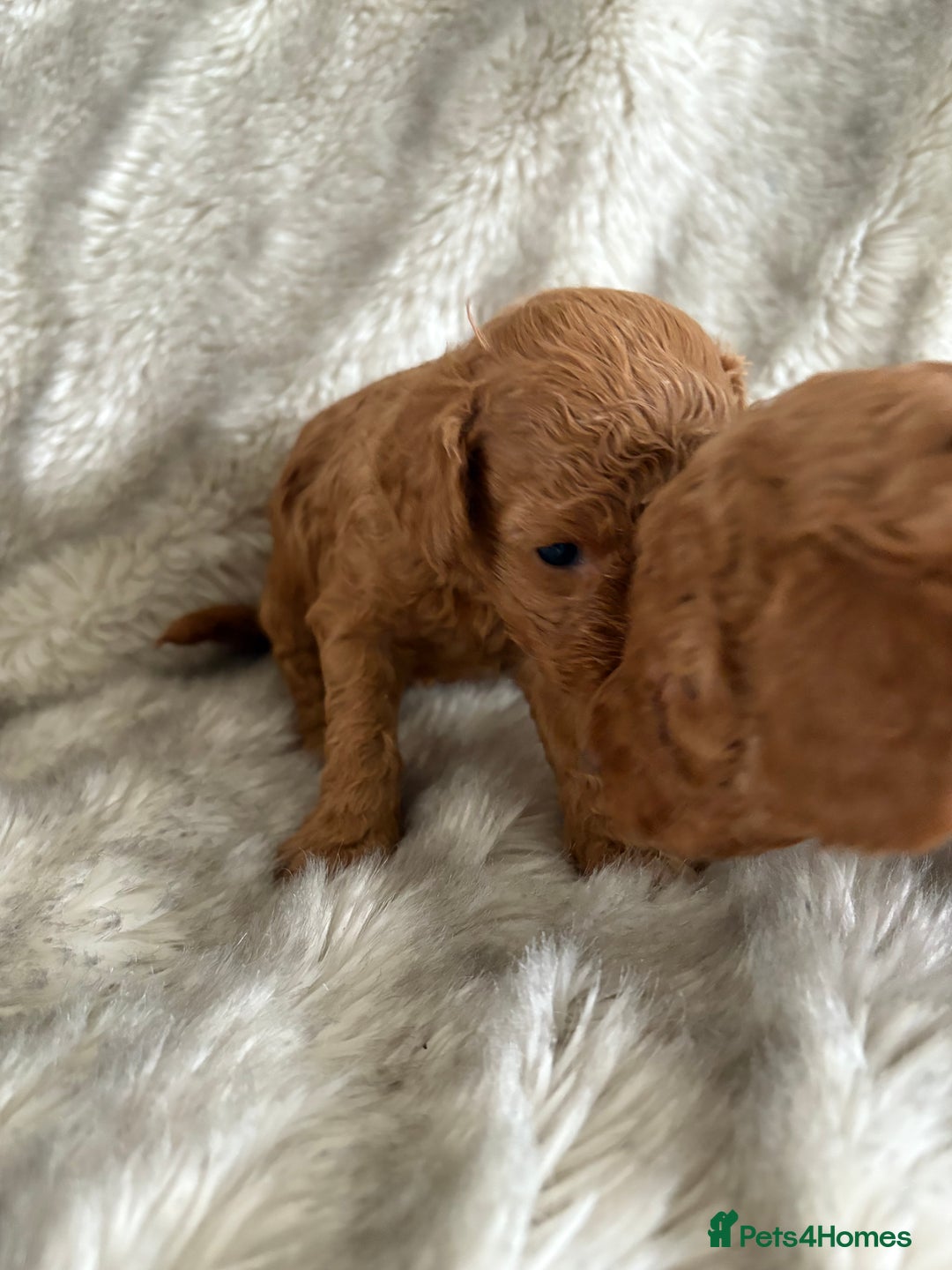 Toy Poodle dogs for sale: Kc deep red toy poodles  - Image 7