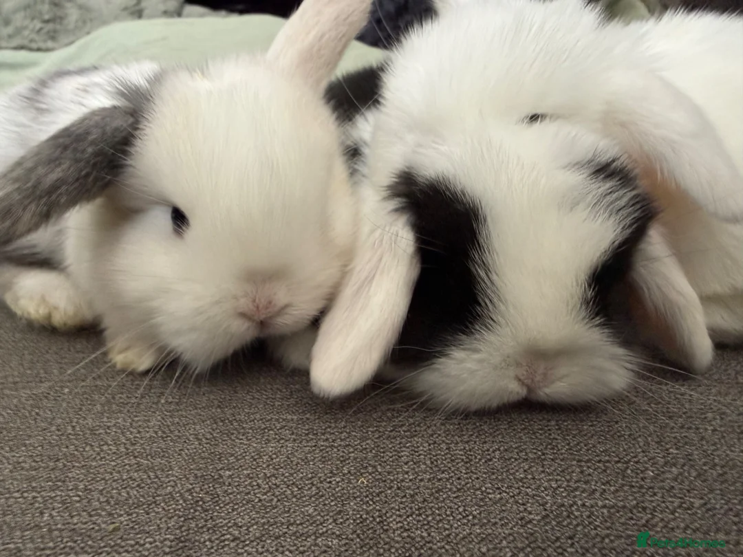Mini Lop rabbits for sale: Beautiful Mini Lops to reserve  - Advert 1