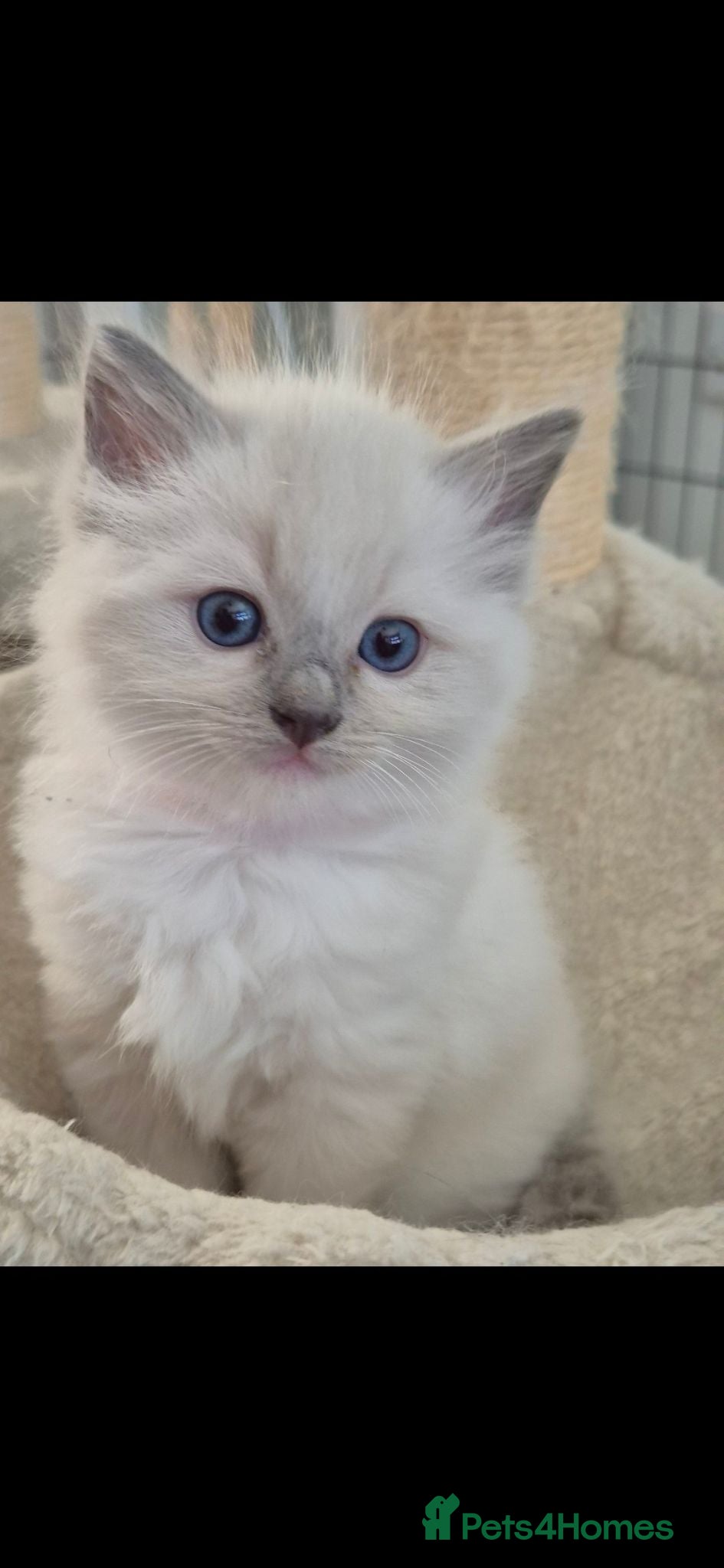 Ragdoll cats Ragdall Gccf ChampionBloodlines DNA TESTED - Advert 17