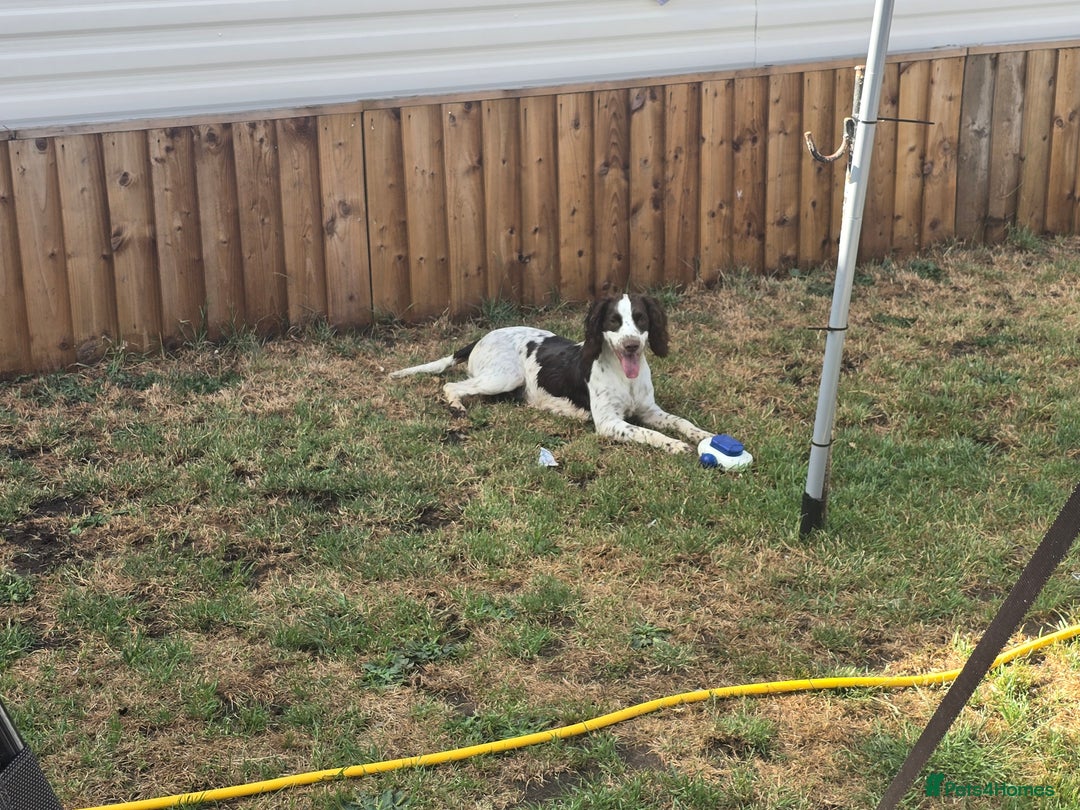 Sprocker dogs for sale: Sprocker Spaniels - Advert 1