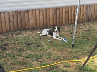 Sprocker dogs Sprocker Spaniels - Advert 13