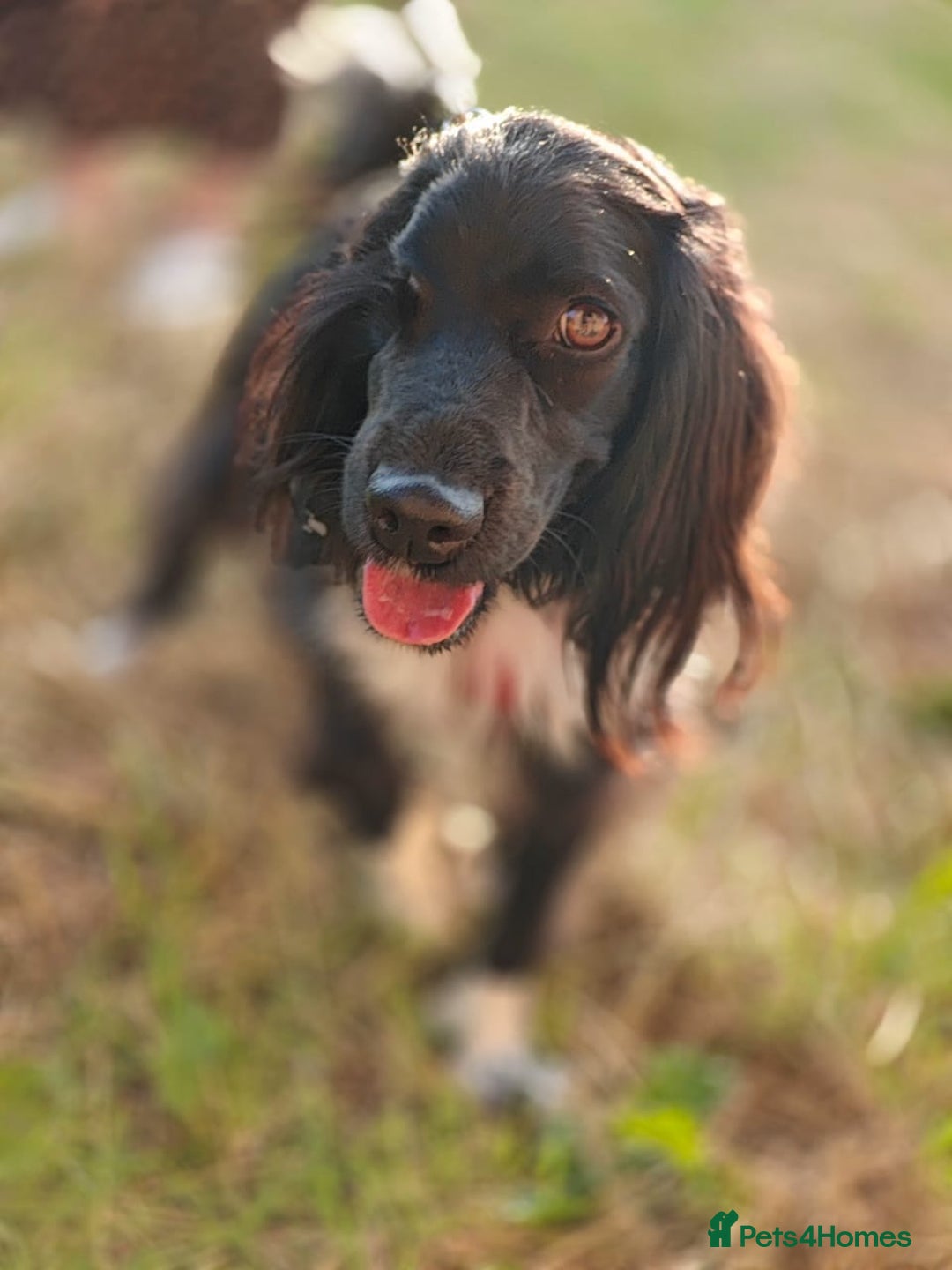 Cocker Spaniel dogs for adoption: 💖🐶 MIKA 🐶💖 - Image 17