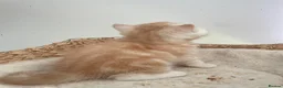 Exotic cats for sale: Gorgeous GCCF reg. kittens from Champions parents  - Advert 24