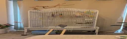 Ringnecks birds for sale: Blue violet female Indian ringneck  in Sheffield - Advert 2