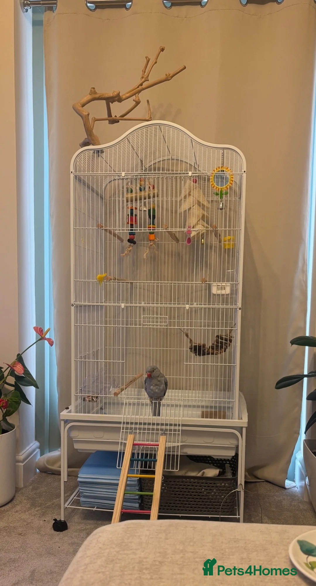 Ringnecks birds for sale: Blue violet female Indian ringneck  in Sheffield - Advert 2