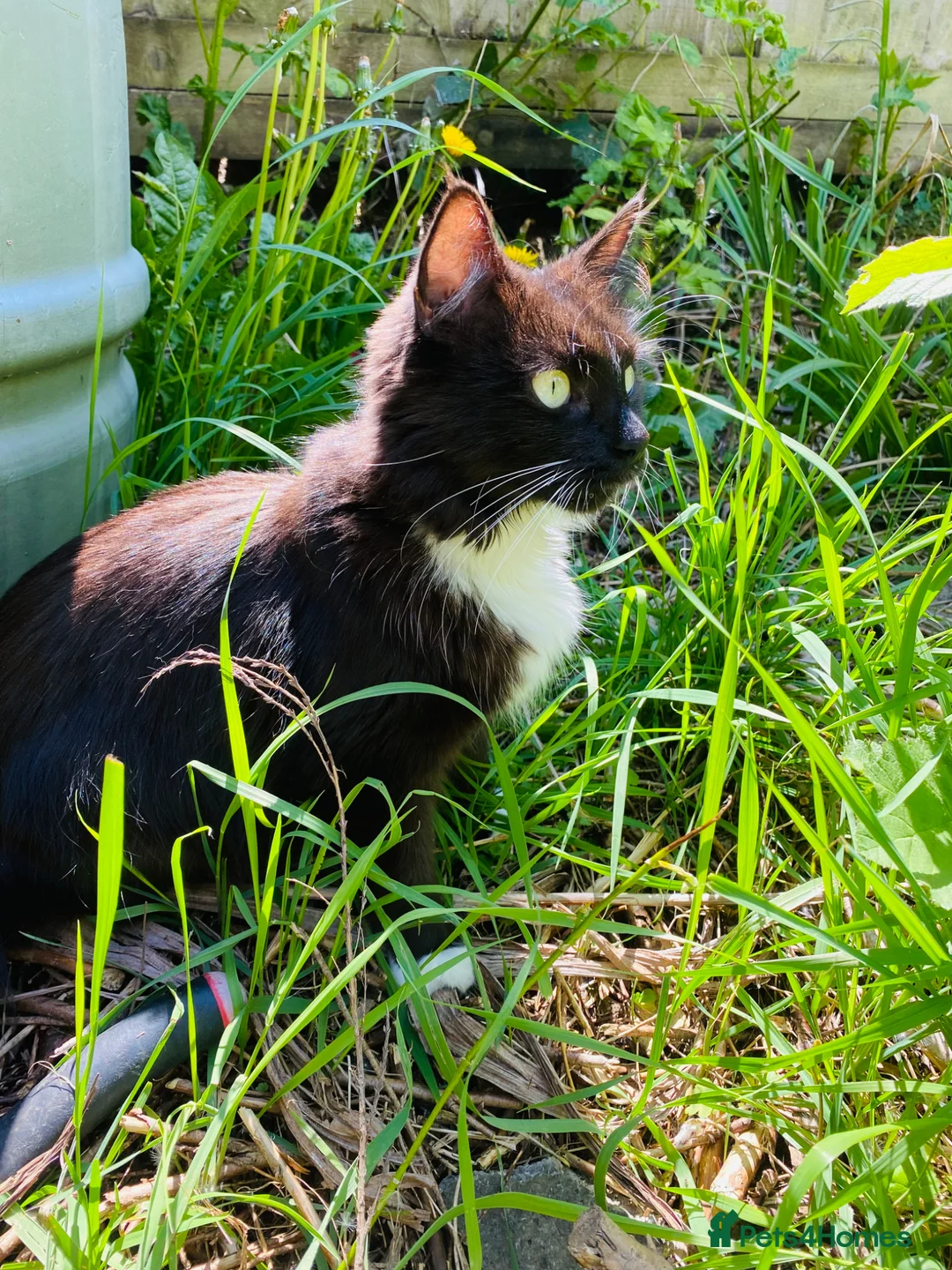 Mixed Breed cats for sale: Five beautiful kittens  - Advert 11