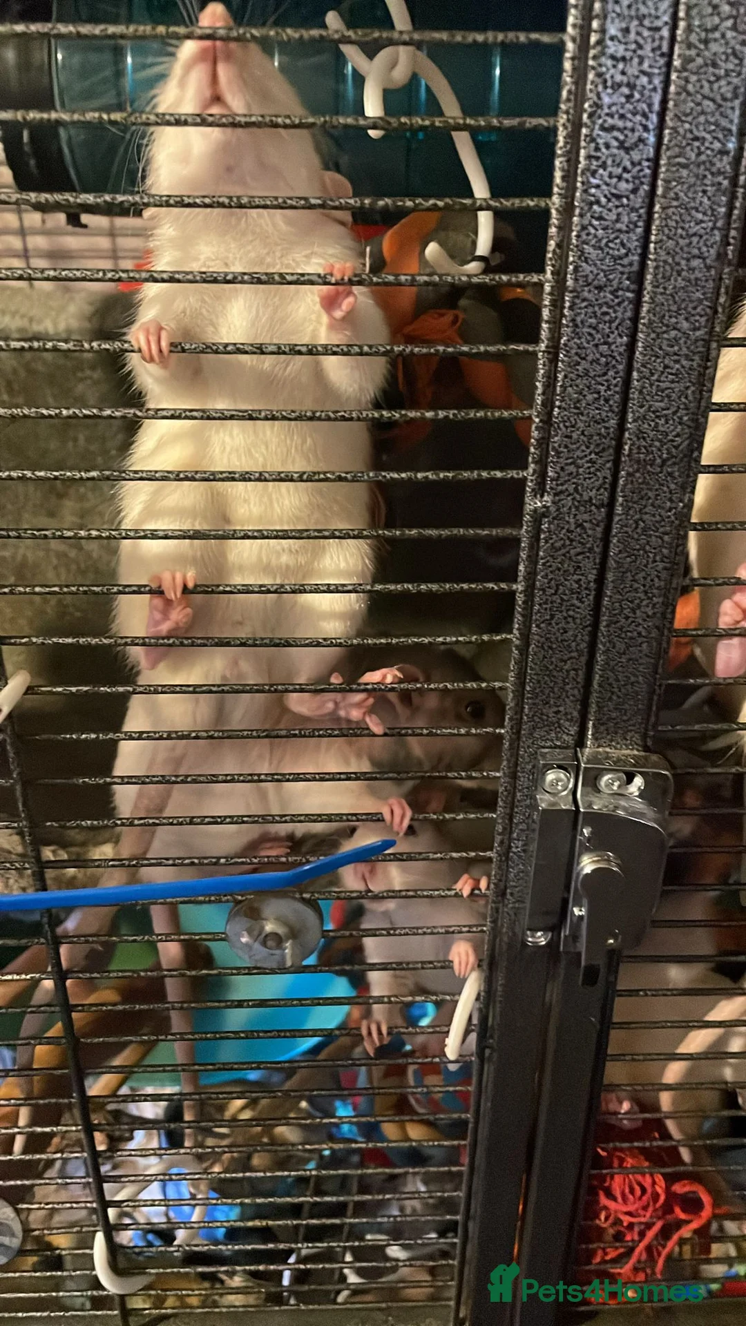 Rat rodents for sale: Rehoming  - Advert 12