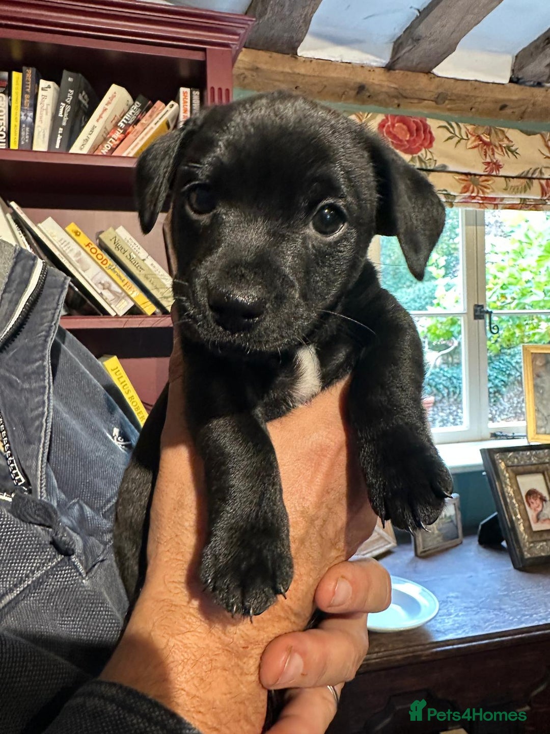 Patterjack dogs for sale: Patterjack and Much wenlock puppies - Image 3