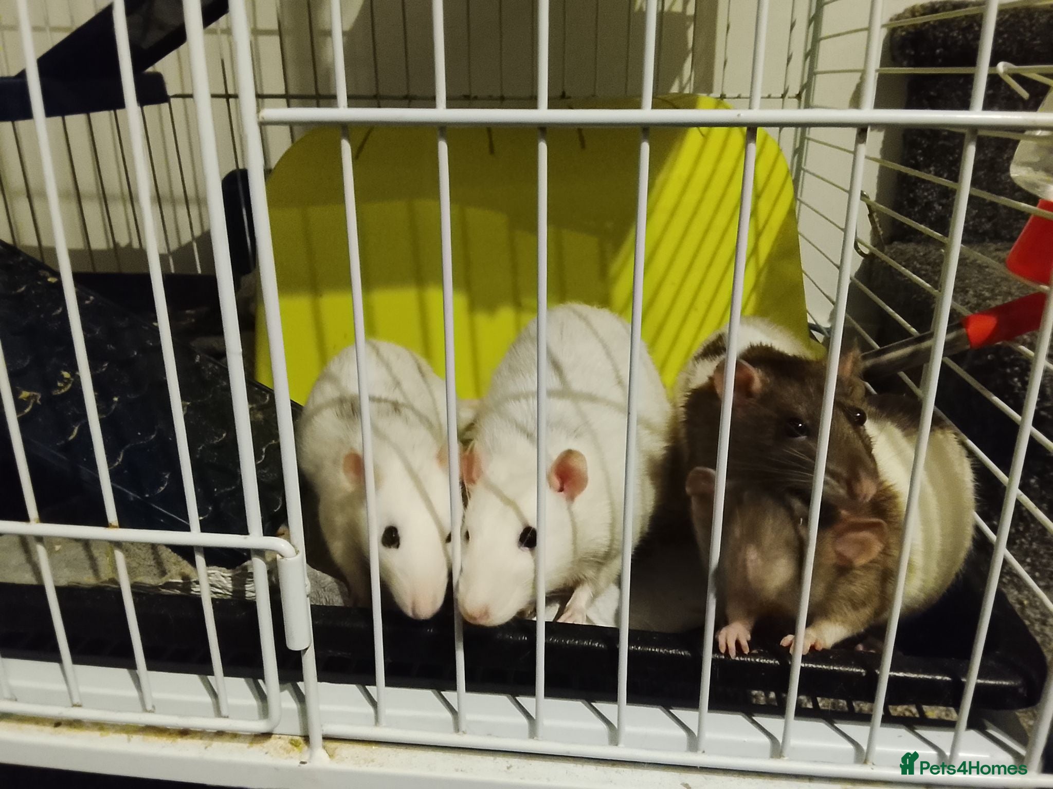 Rat rodents Rats for sale with cage and accessories - Advert 1