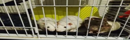 Rat rodents for sale: Rats for sale with cage and accessories in Colne - Advert 1