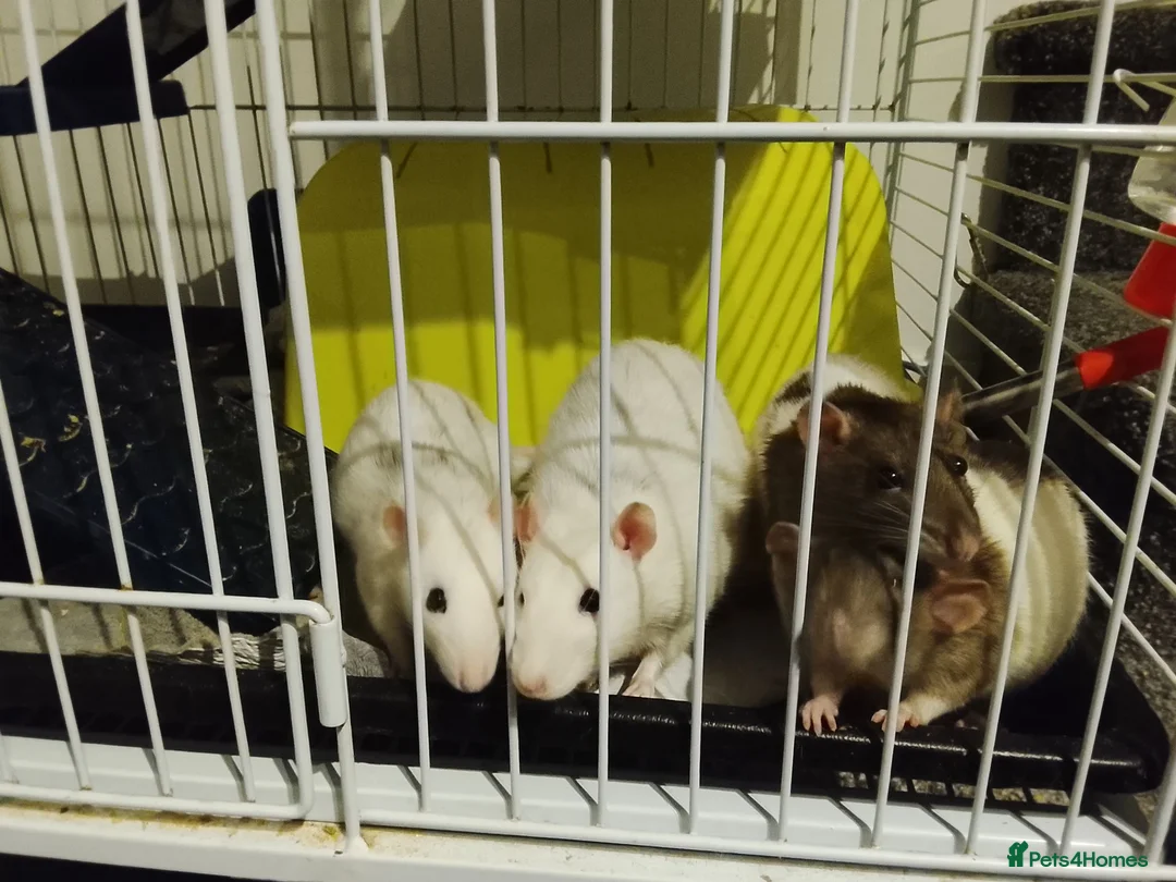 Rat rodents for sale: Rats for sale with cage and accessories in Colne - Advert 1