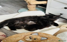 Persian cats for sale: Chinchilla Persian kittens - Image 8