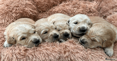 Golden Retriever dogs - Advert 10