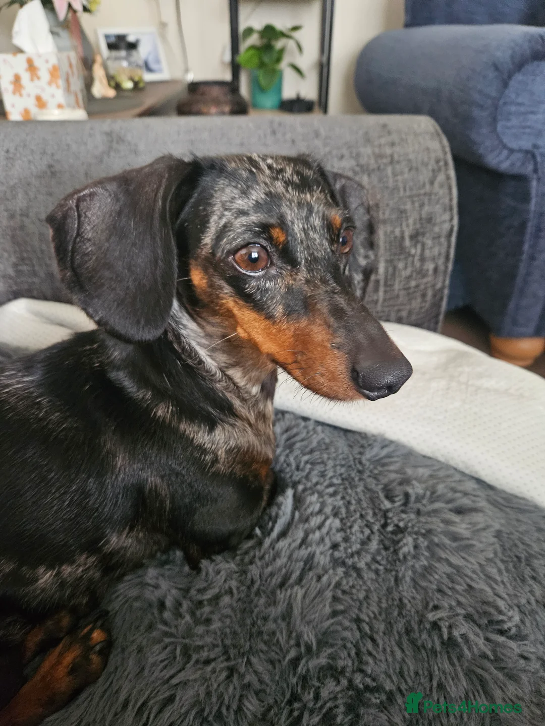 Mixed Breed dogs for sale: Adorable Dameranian Puppies Dachshund x Pomeranian - Advert 2