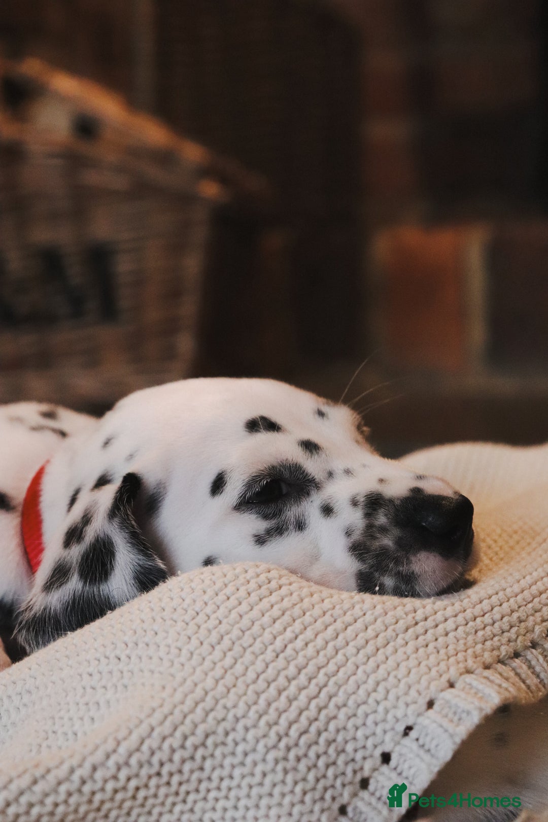 Dalmatian dogs for sale: Beautiful KC Registered Dalmatian Litter - Image 8