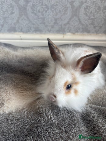 Mixed Breed rabbits - Advert 18
