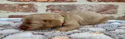 Cavapoo dogs for sale: F1 cavapoos  - Advert 18