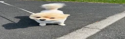 Pomeranian dogs for stud: Pure Russia Pomeranian dog for stud - Advert 8