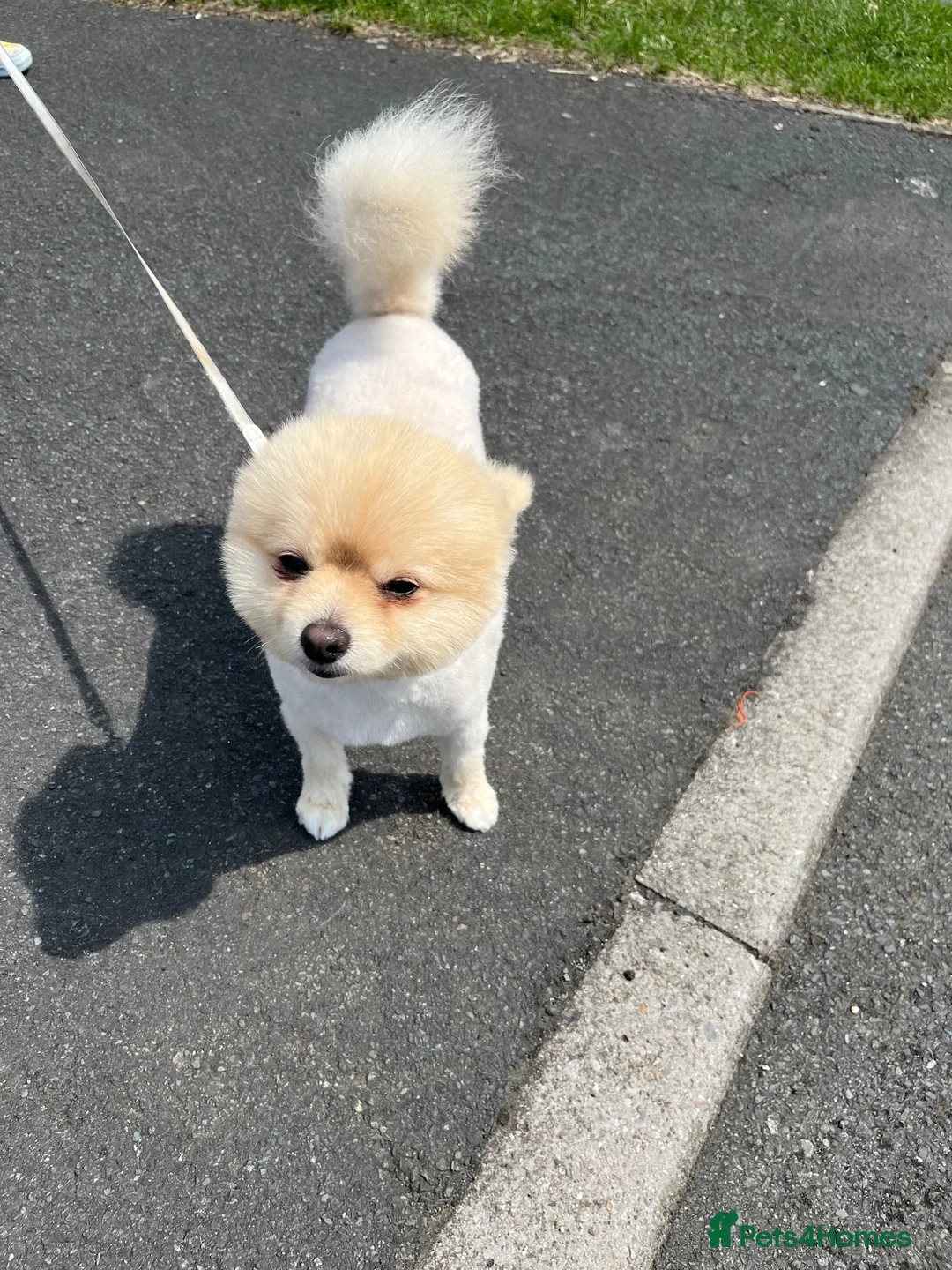 Pomeranian dogs for stud: Pure Russia Pomeranian dog for stud - Advert 8