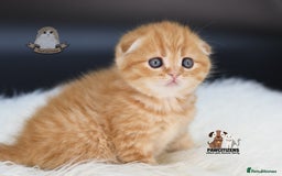 Scottish Fold cats for sale: LICENSED CATTERY, PURE BREED TOP QUALITY KITTENS - Image 2