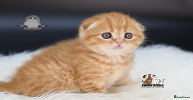 Scottish Fold cats - Advert 11