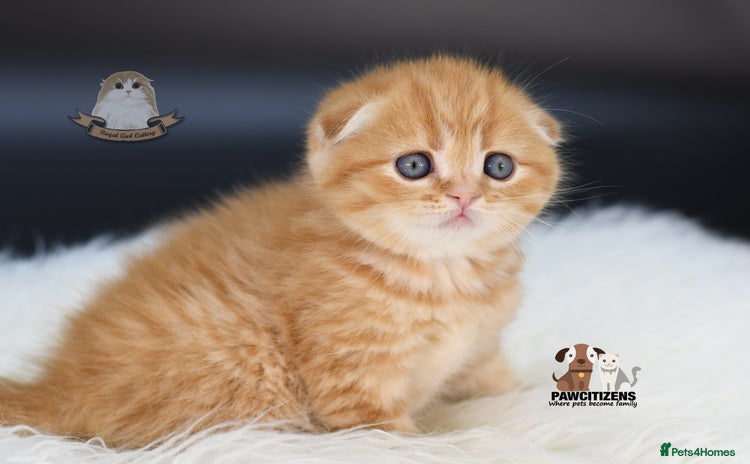 Scottish Fold cats - Advert 4