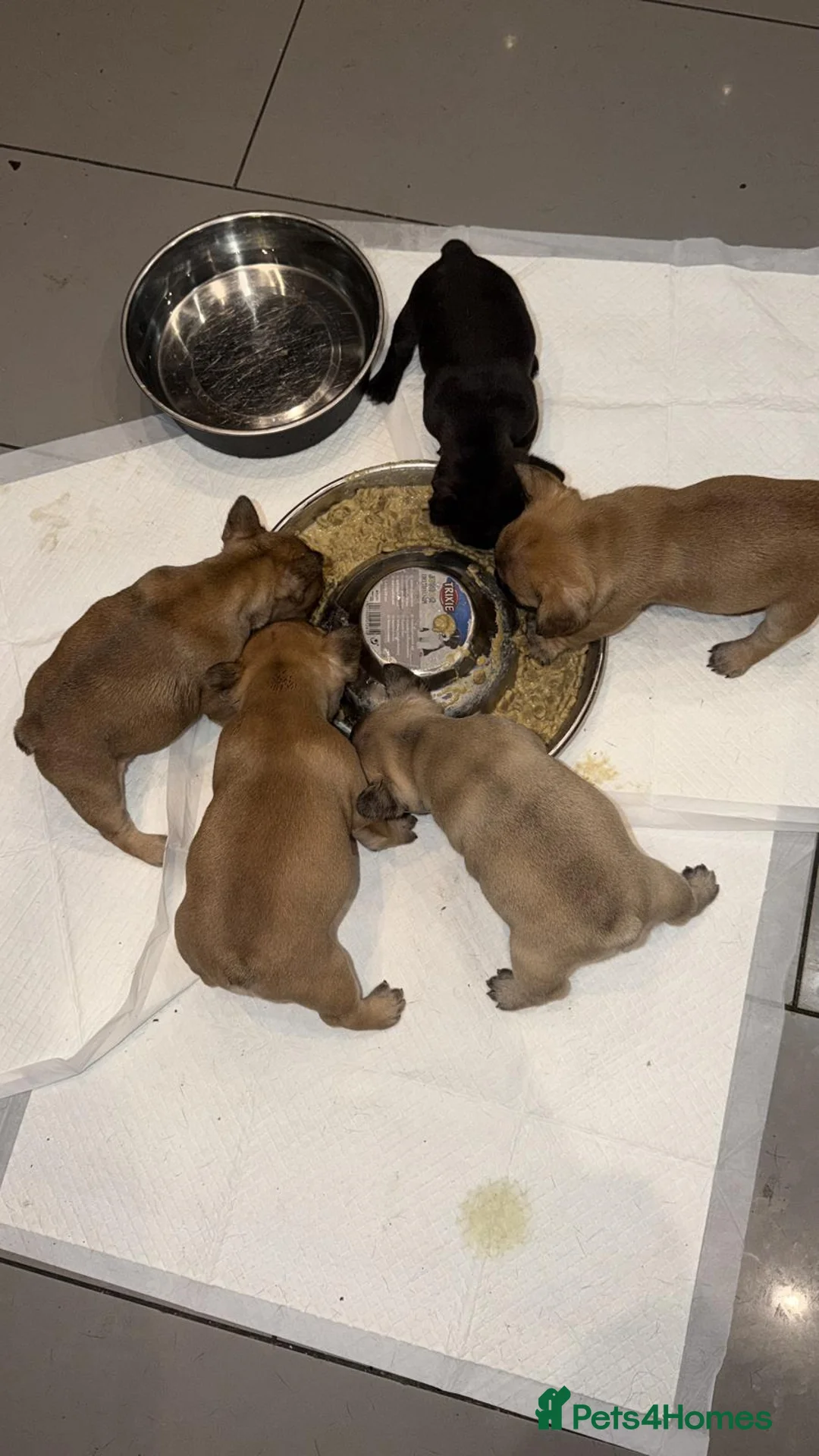 French Bulldog dogs for sale: French Bulldog Puppies - Advert 7