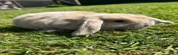 Mini Lop rabbits for sale: Mini lop female  - Advert 1