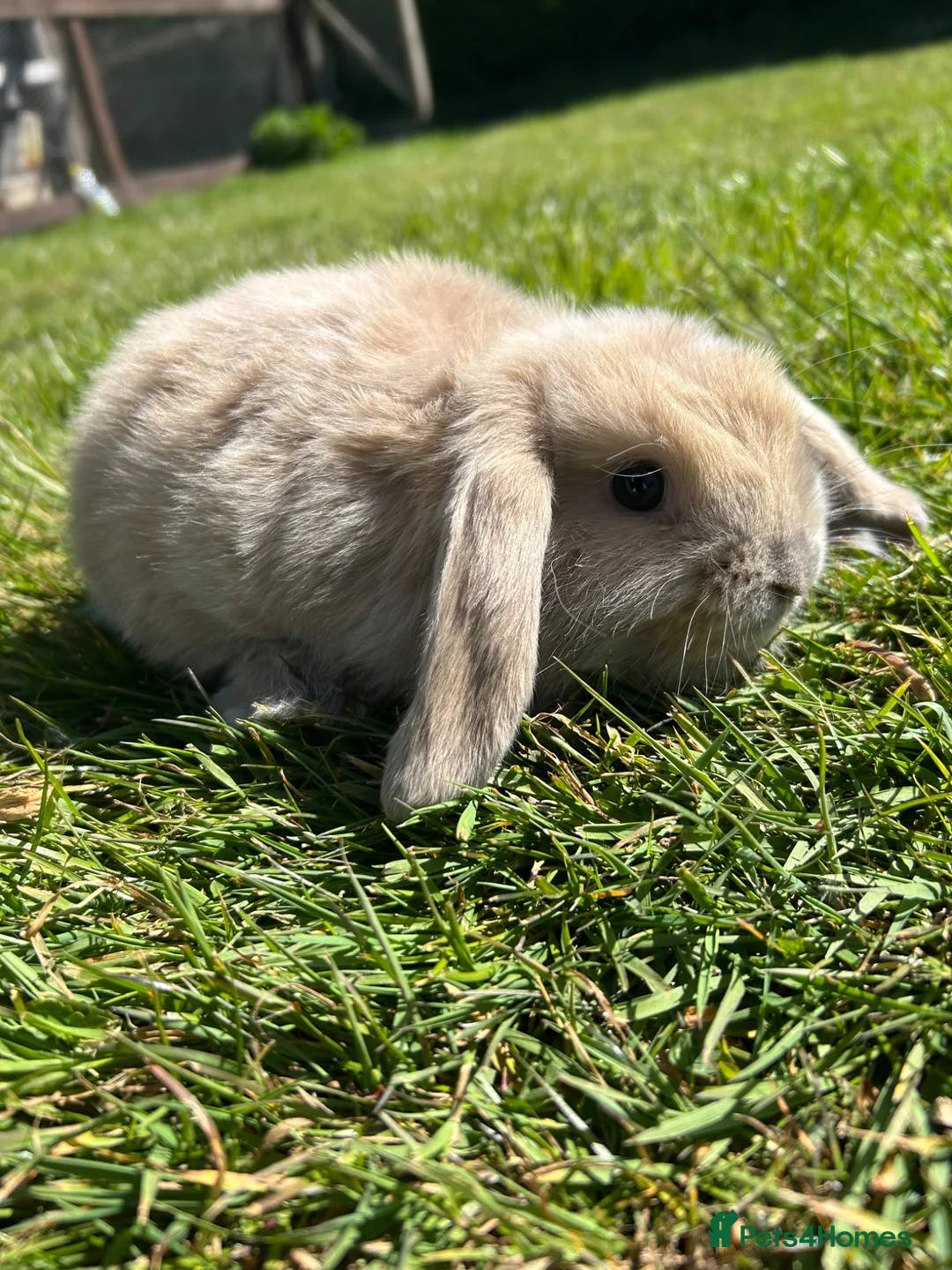 Mini Lop rabbits for sale: Mini lop female  - Advert 1
